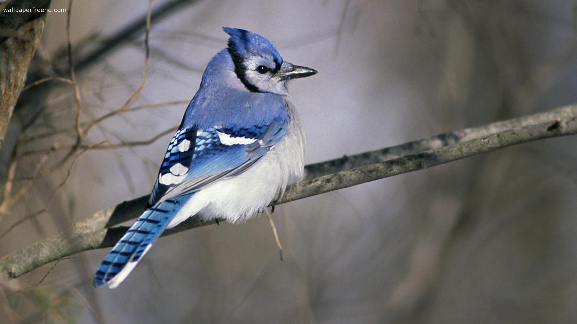 Animals For > Blue Bird Wallpapers