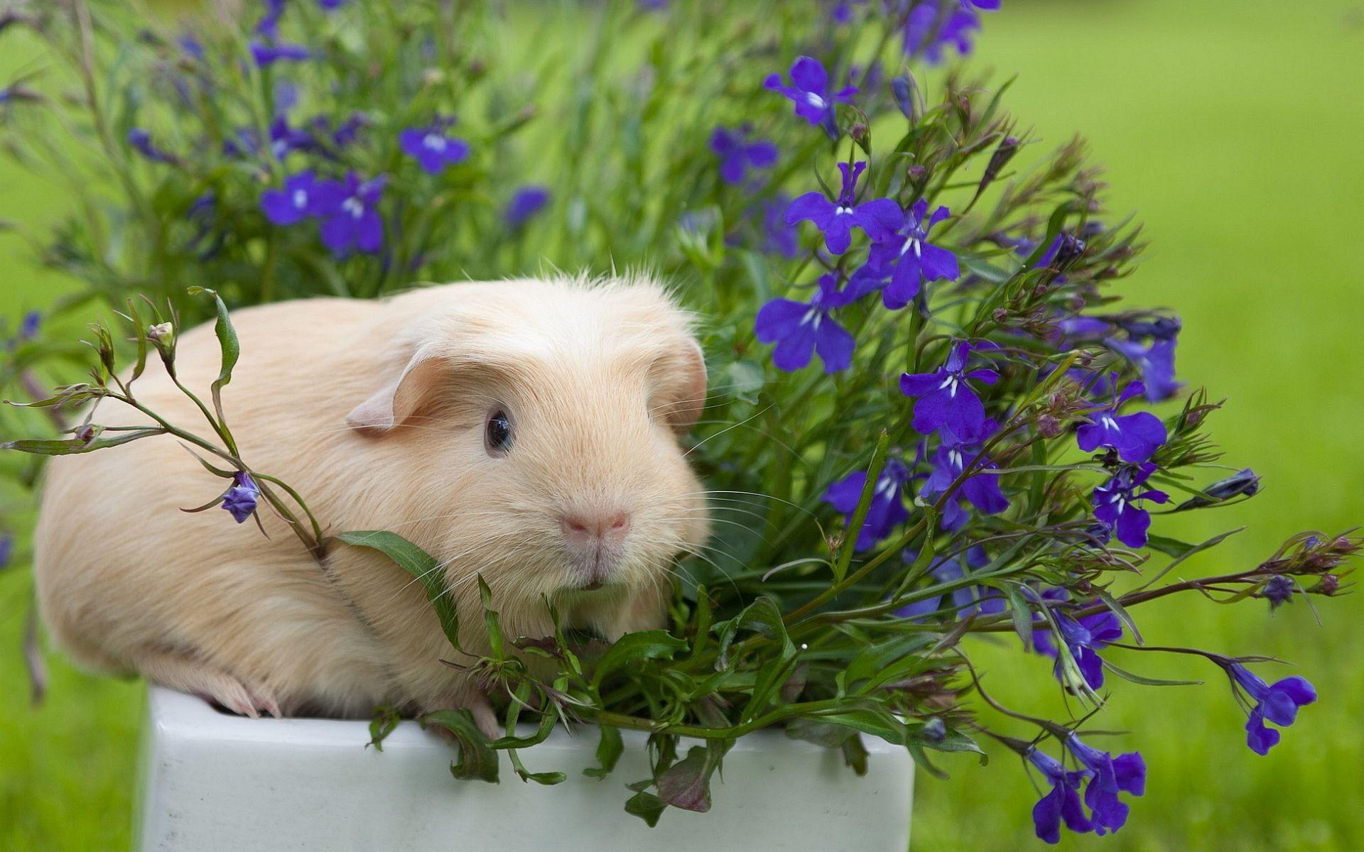 4K Guinea Pig Wallpapers High Quality