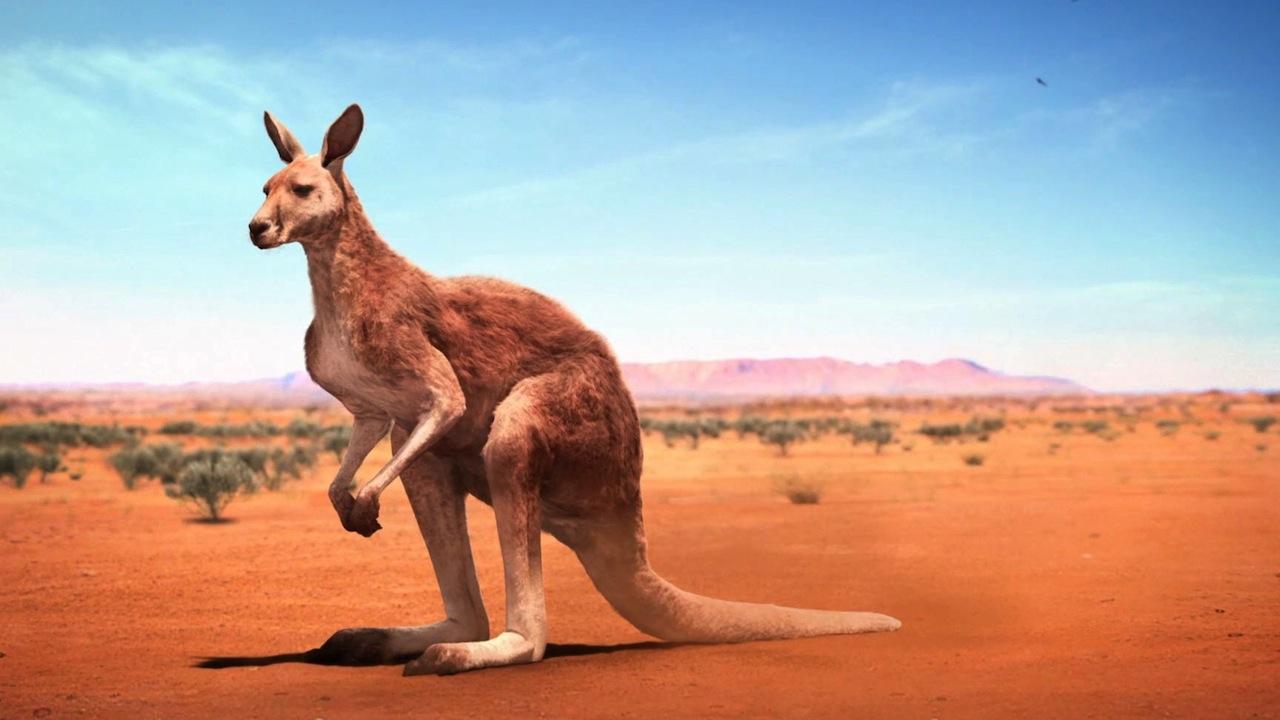 Kangaroo Animal Facts HD Wallpapers Download