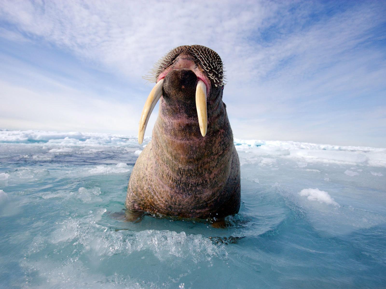 Walrus Wallpapers And Backgrounds Image