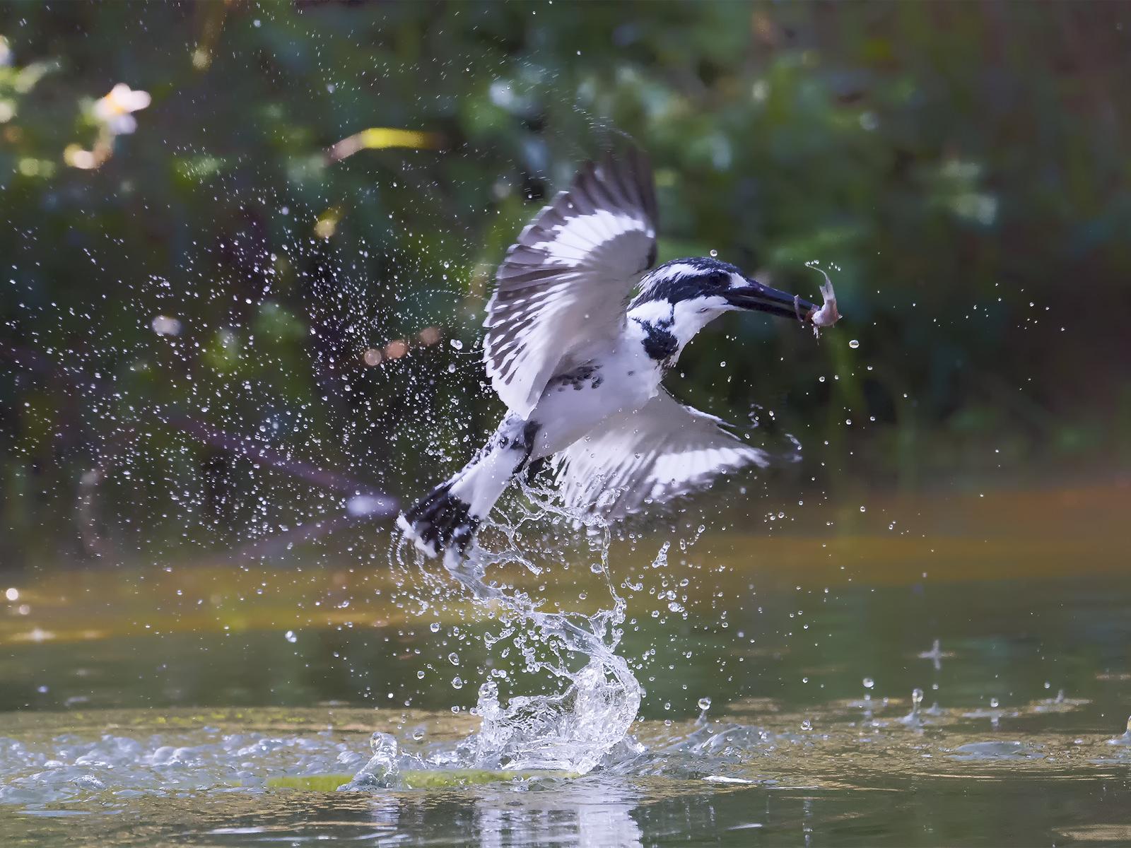 Real Fish Catcher Pied Kingfisher