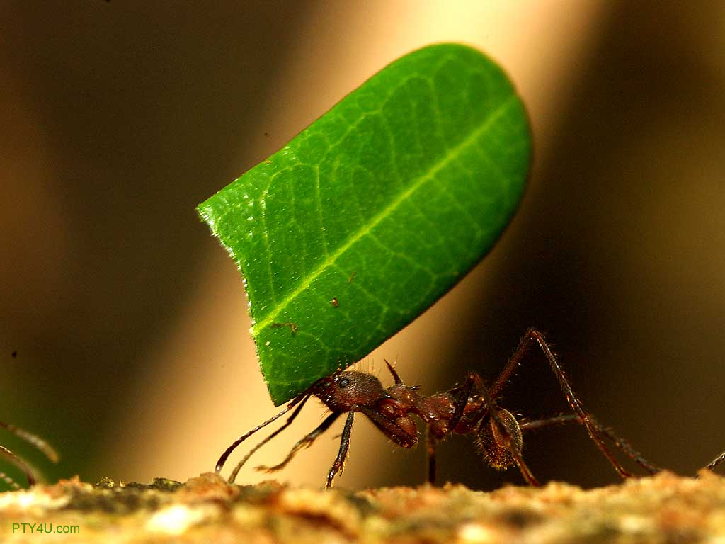 Kumpulan Ikan 2000: Ants Wallpapers