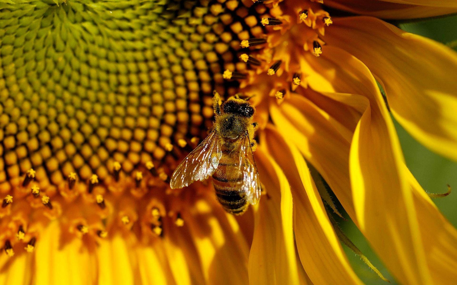 Honey Bee Wallpapers 3289 1920 x 1200