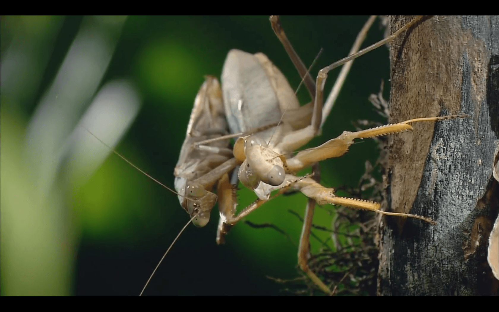 Praying Mantises image Praying Mantis Wallpapers collection HD