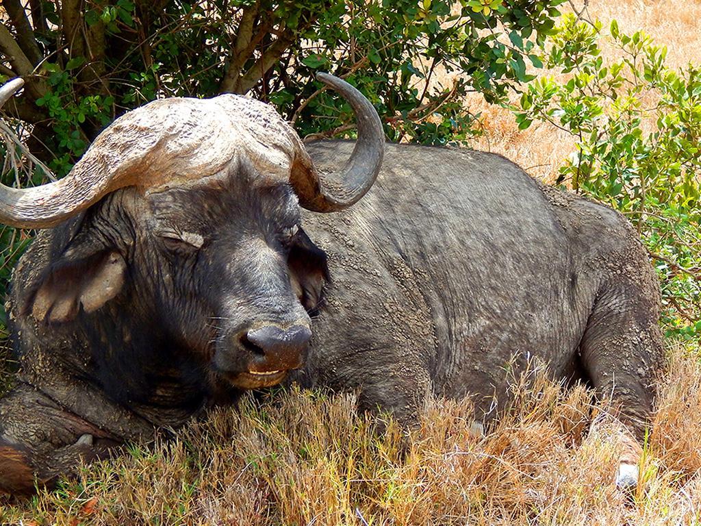 African Buffalo Wallpapers 19