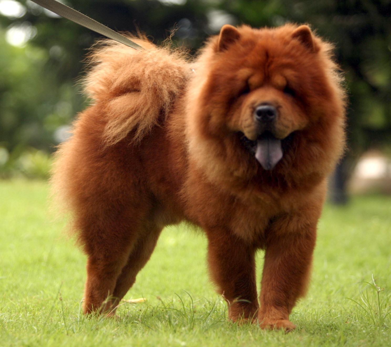 Chow Chow Dog Wallpapers