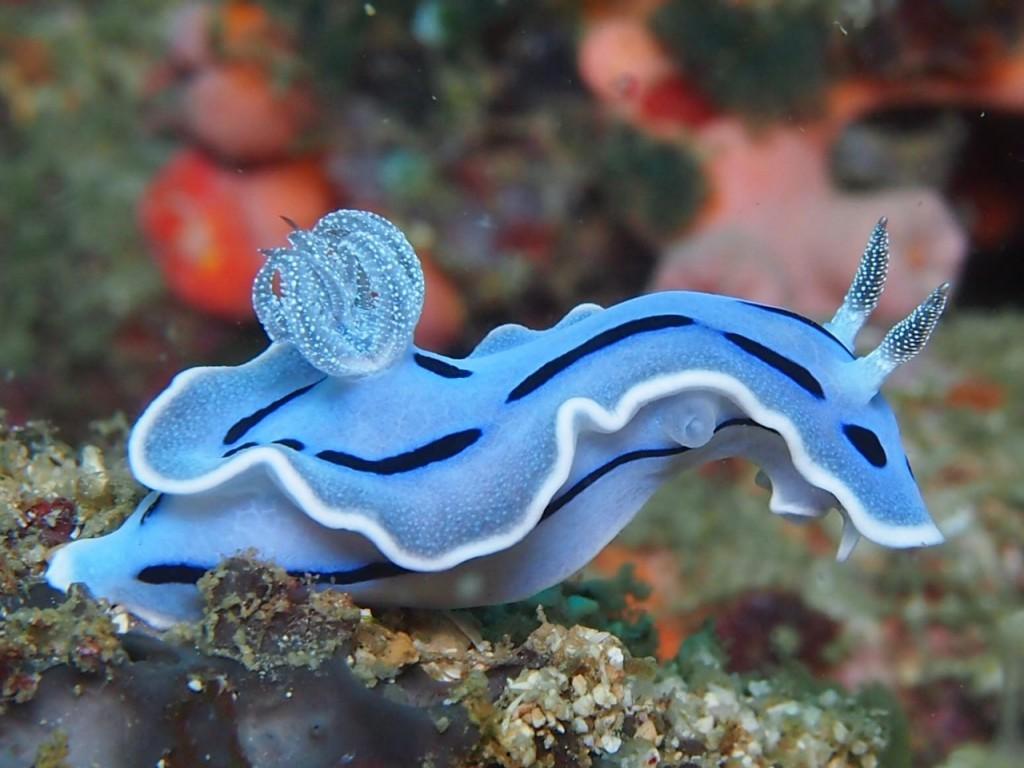 Most viewed Sea Slug wallpapers