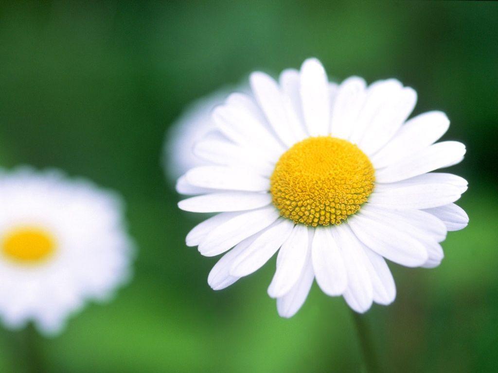 Daisy desktop PC and Mac wallpapers