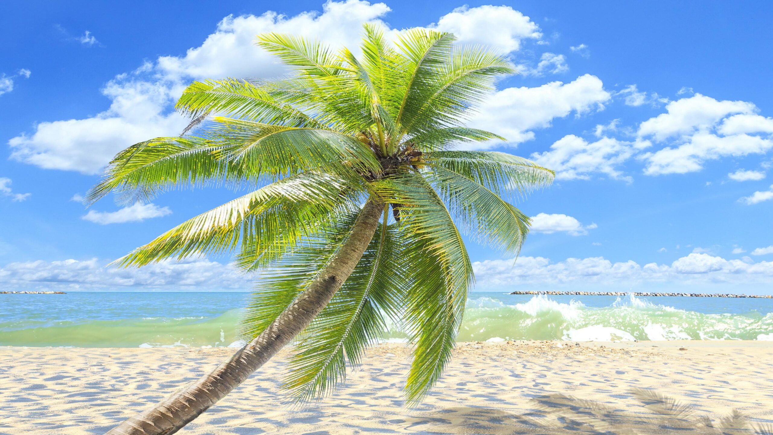 Single Palm Tree On The Sandy Beach 4K UltraHD Wallpapers