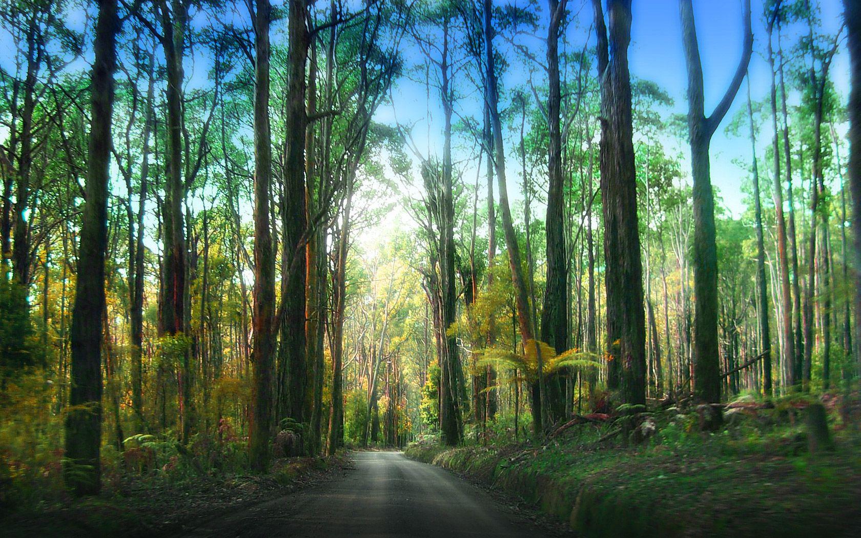 Redwood National Park Desktop Wallpapers, Redwood National Park