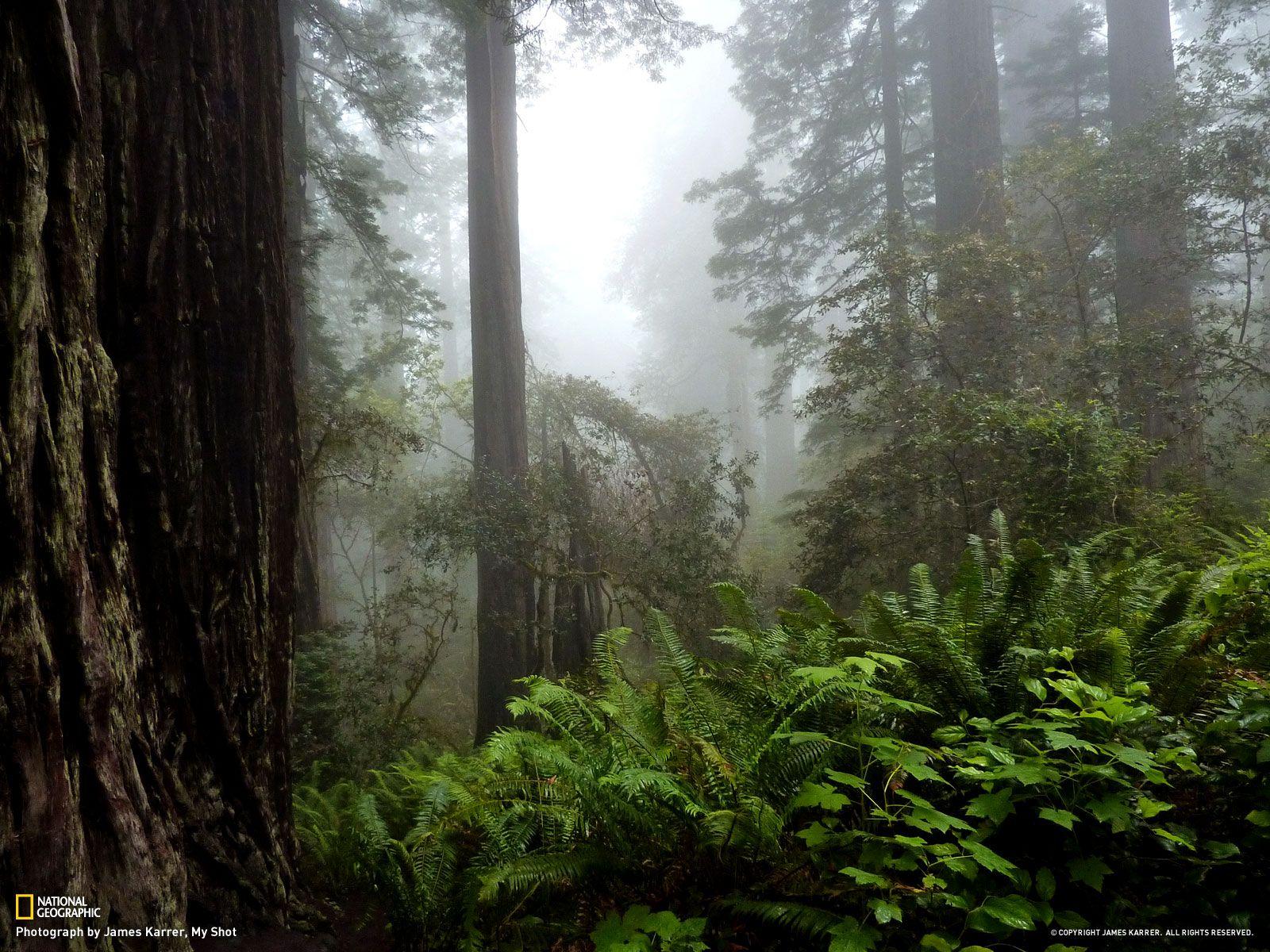 Redwood National Park