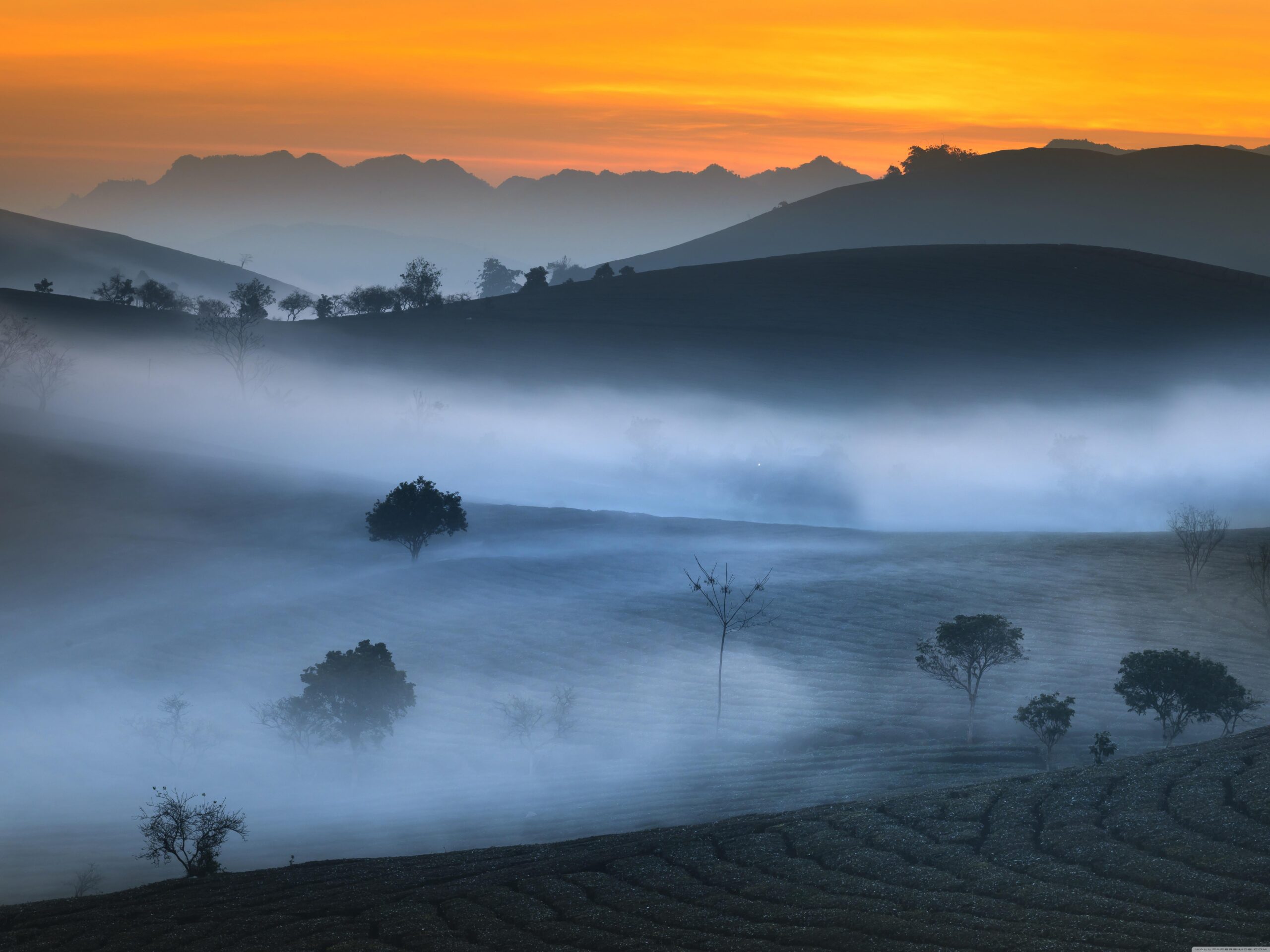 Tea Field ❤ 4K HD Desktop Wallpapers for 4K Ultra HD TV • Wide