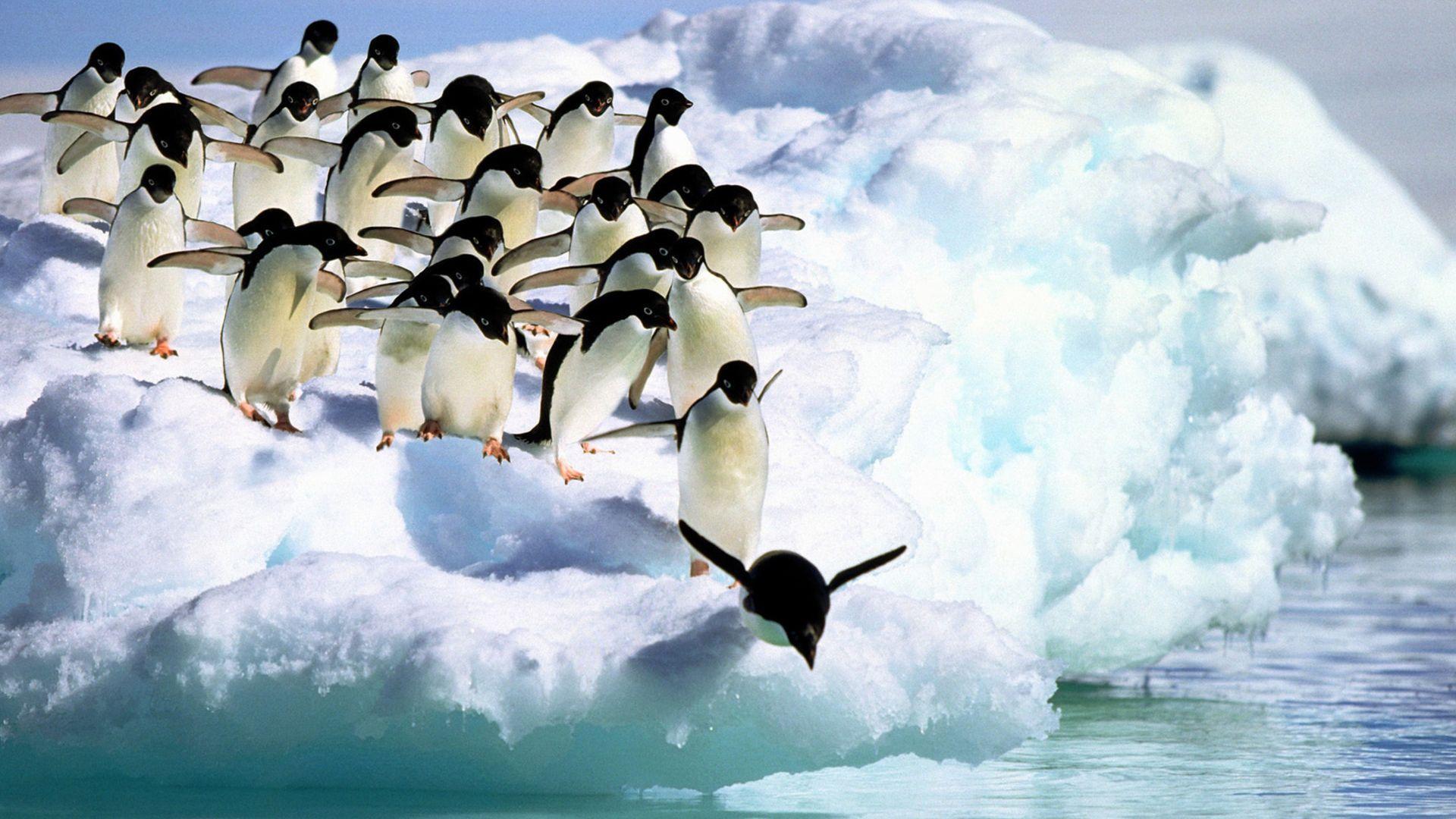 Penguin Wallpapers