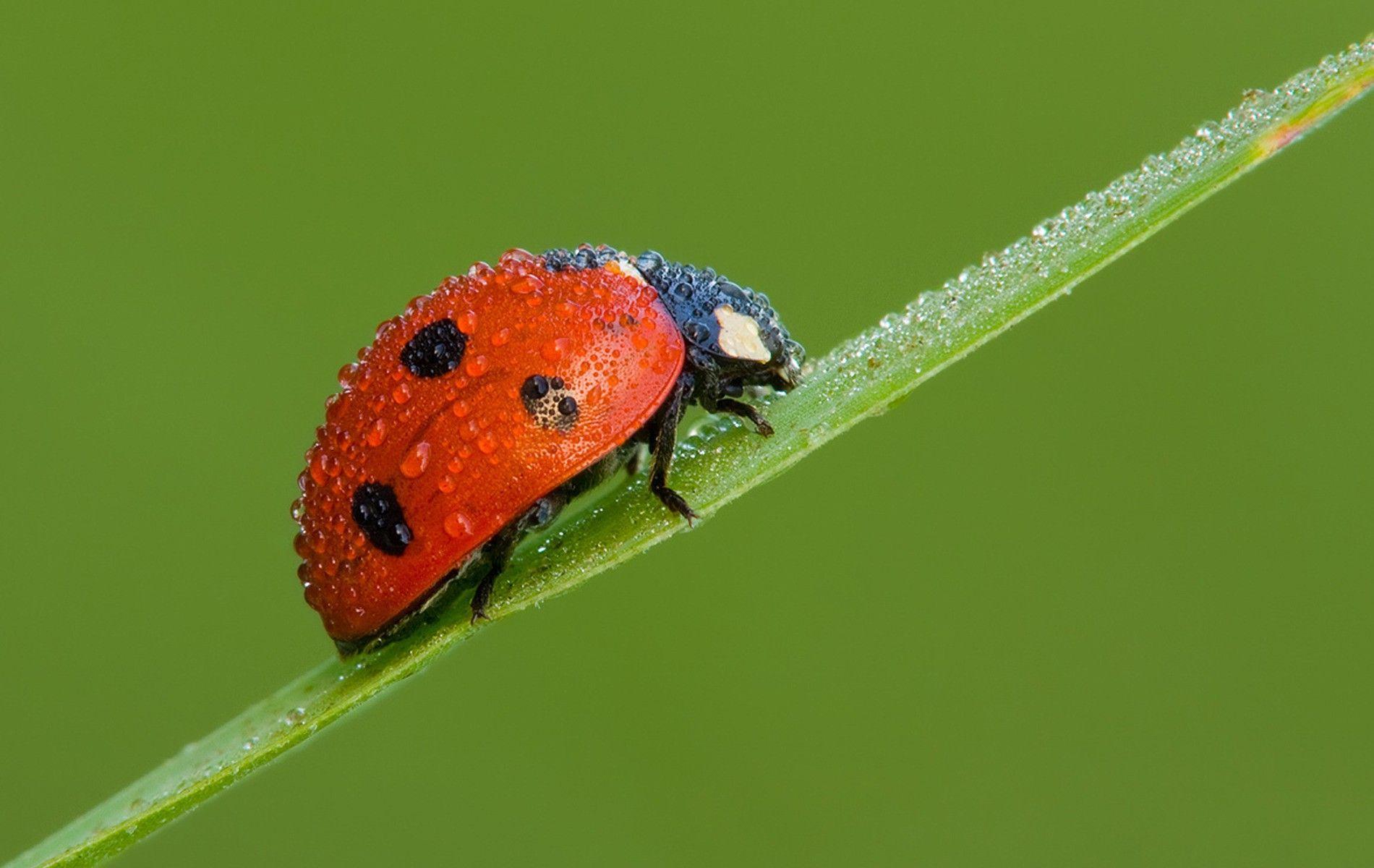 Ladybird Close Up Wallpapers 44219 px