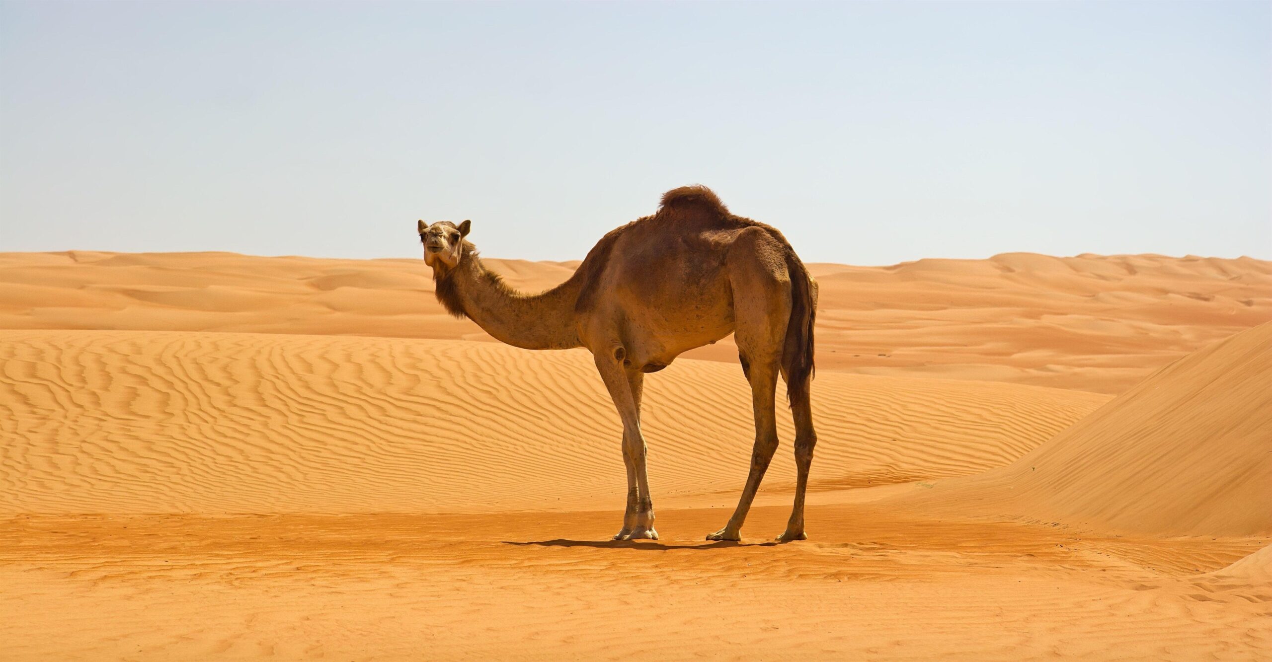 Camel in Namib Desert 4K Wallpapers