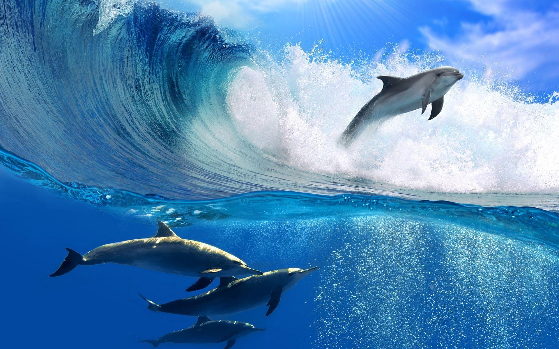 Dolphin Wave Wallpapers HD Wallpapers Top