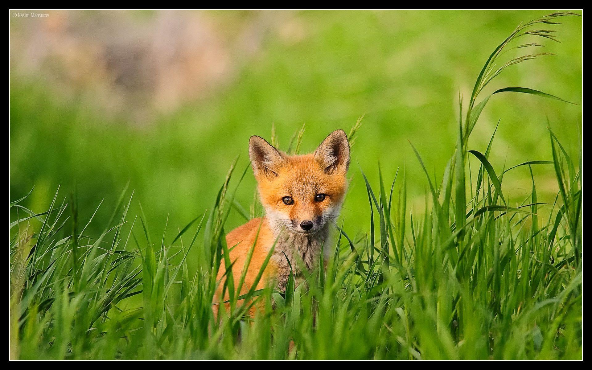 Red Fox wallpapers