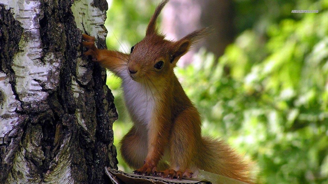 Squirrel wallpapers #