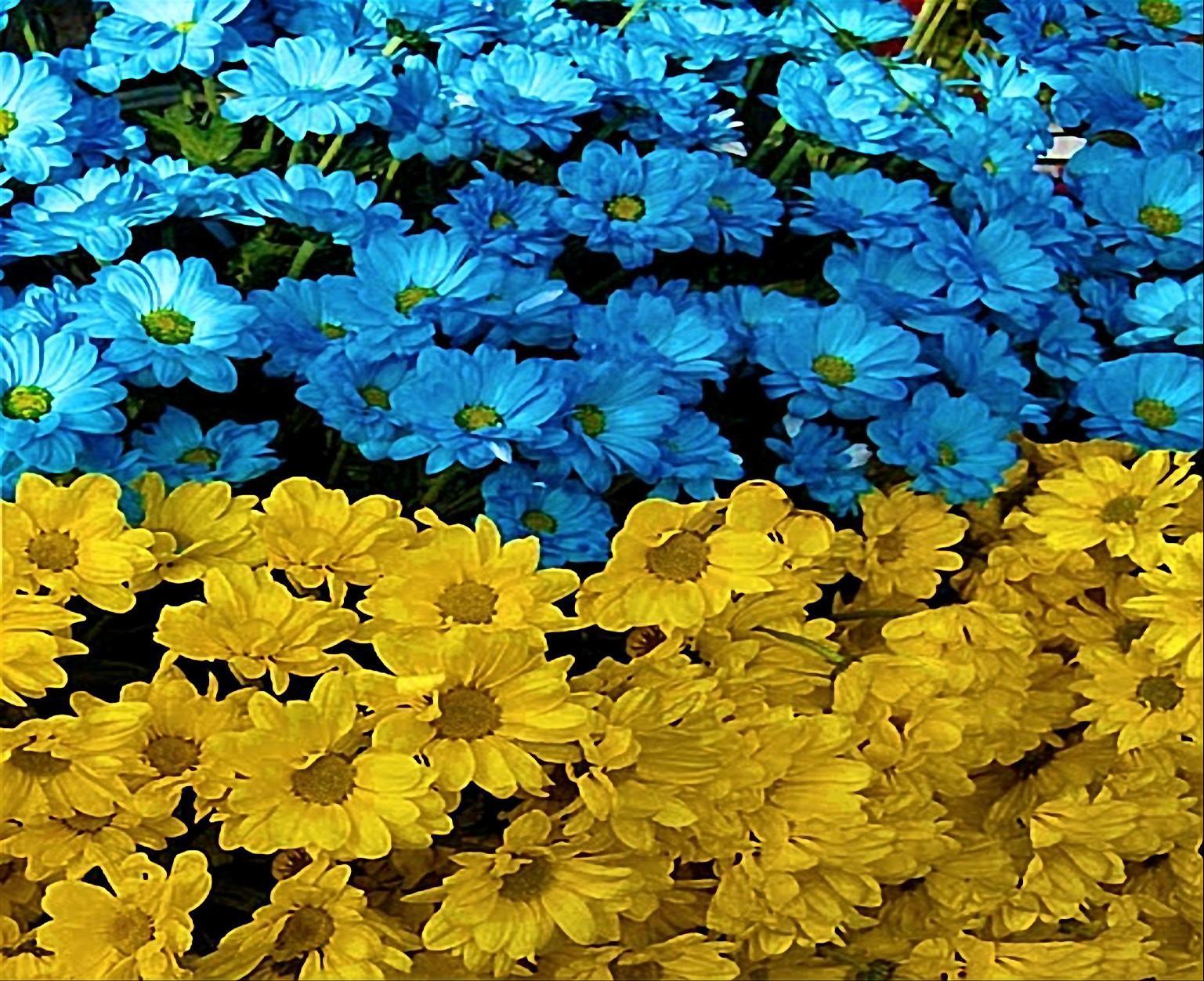 UKRAINE FLOWER FLAG WALLPAPER