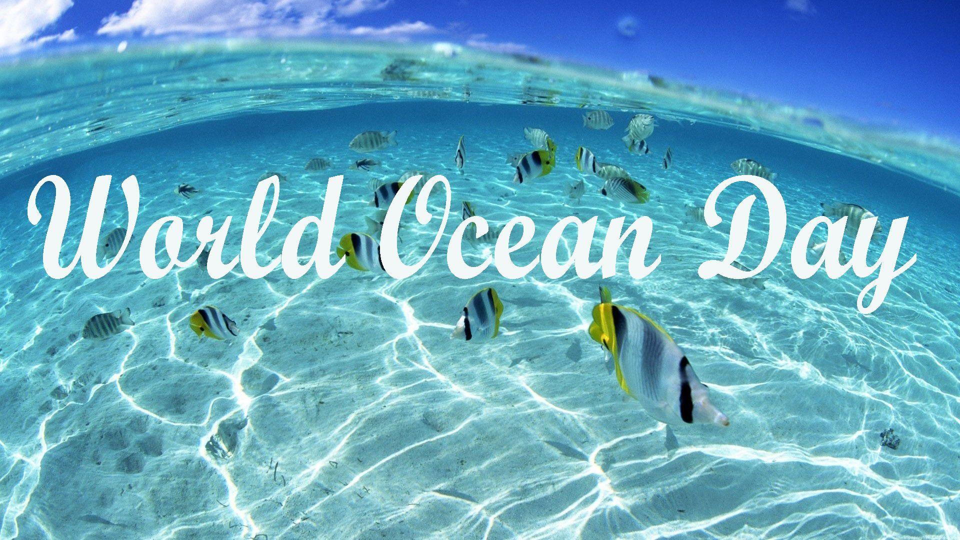 World Ocean Day Under Ocean Fish Hd Wallpapers