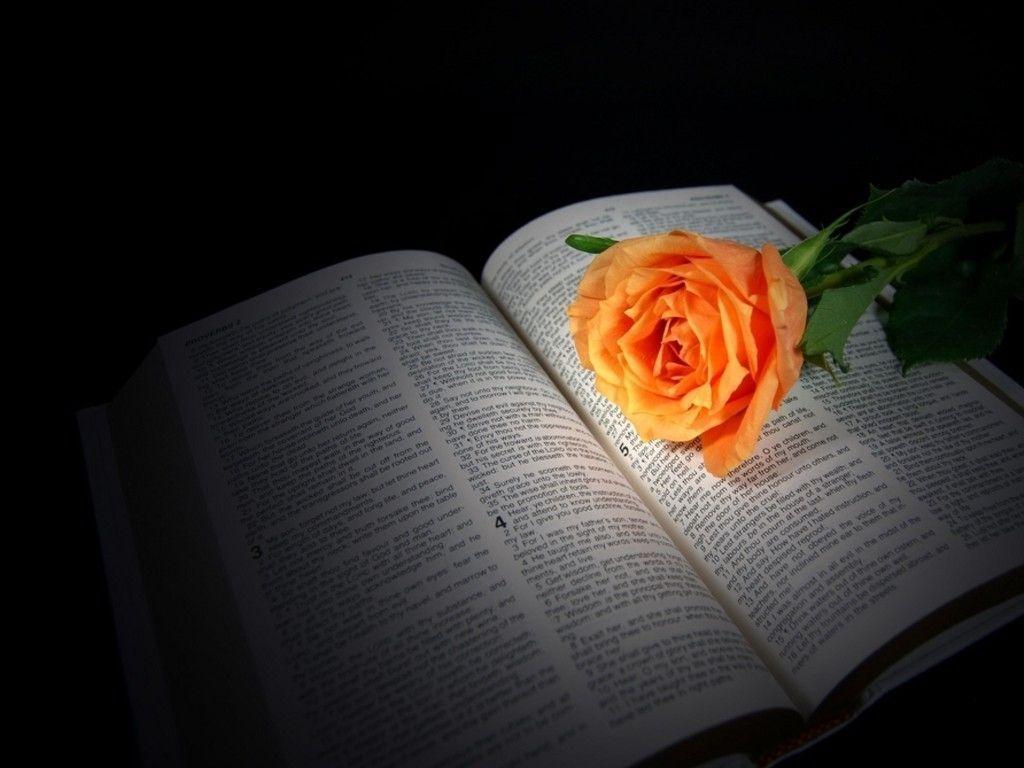 peach rose on Bible : Desktop and mobile wallpapers : Wallippo