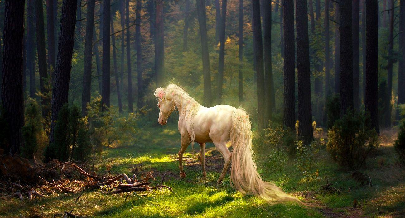 Horse horses nature wildlife animal wallpapers