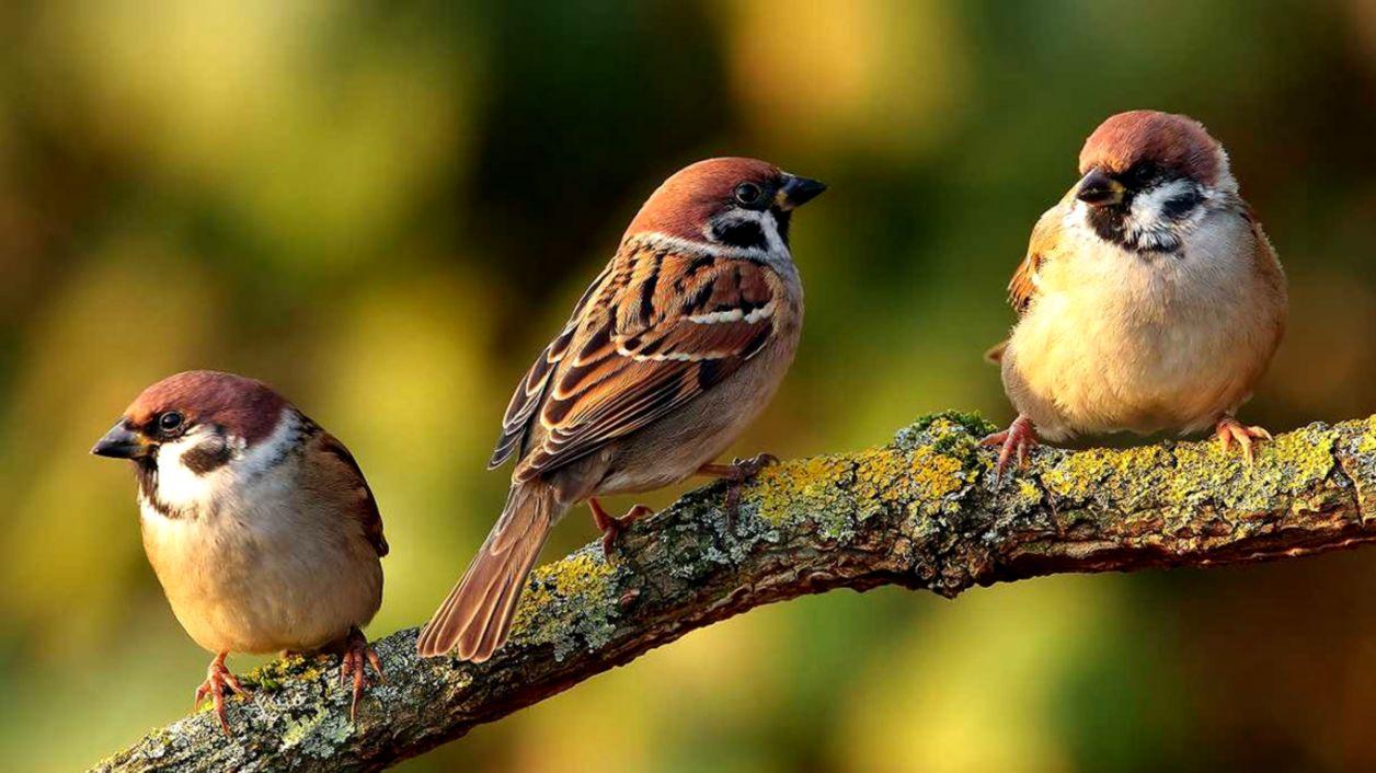 Sparrows Birds Hd Wallpapers