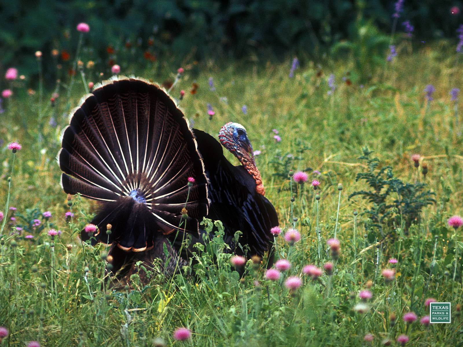 Wild Turkey Desktop Backgrounds