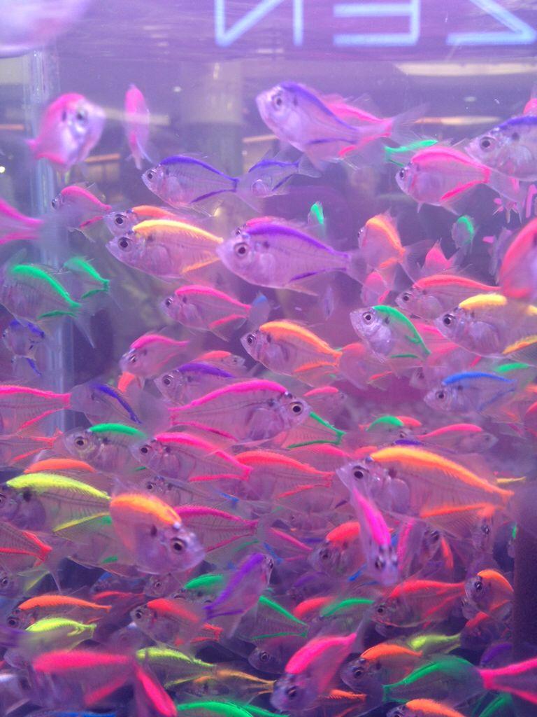 neon tetra fish, aesthetic, futuristic, grunge