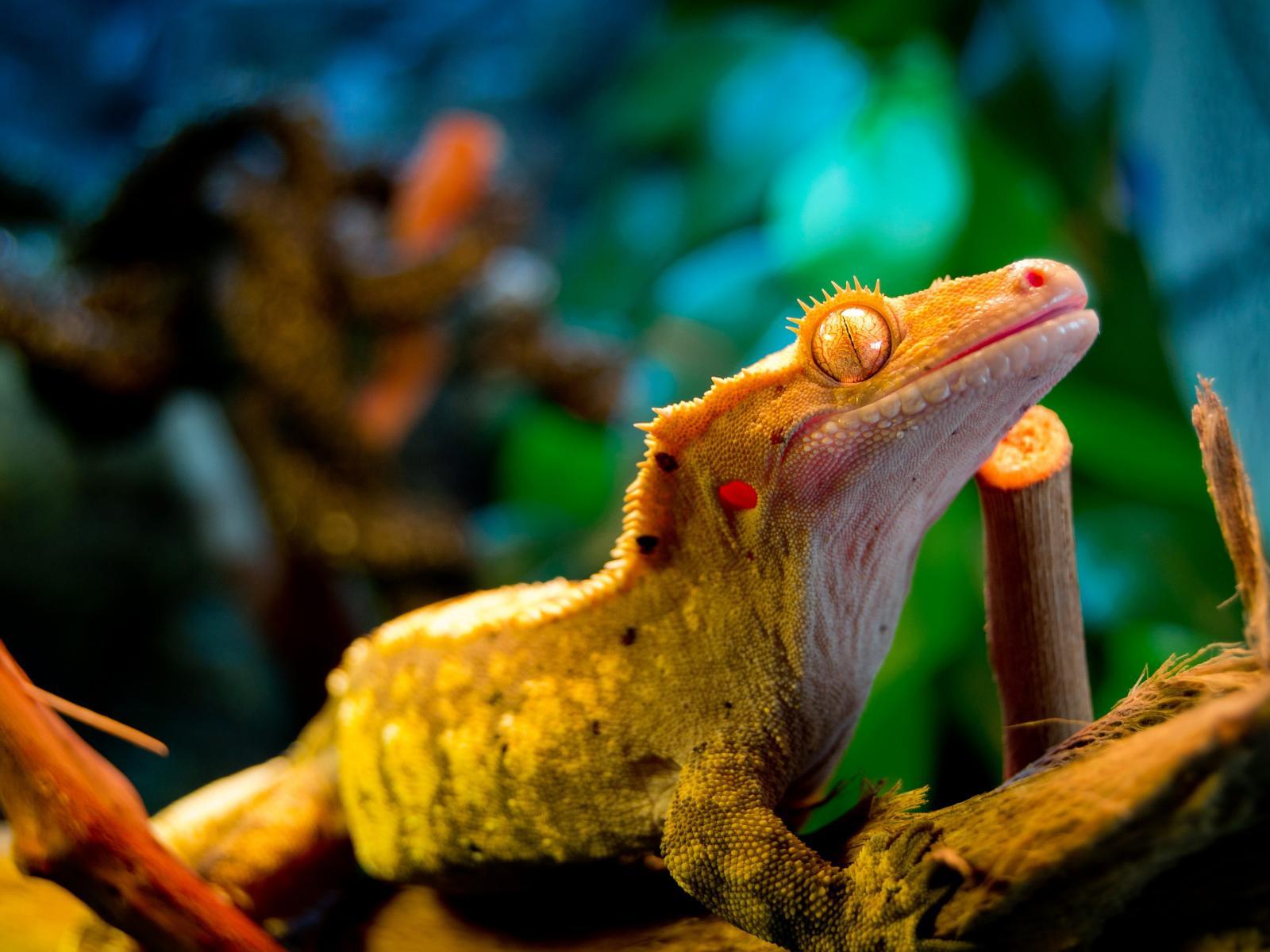 Gecko Wallpapers 1