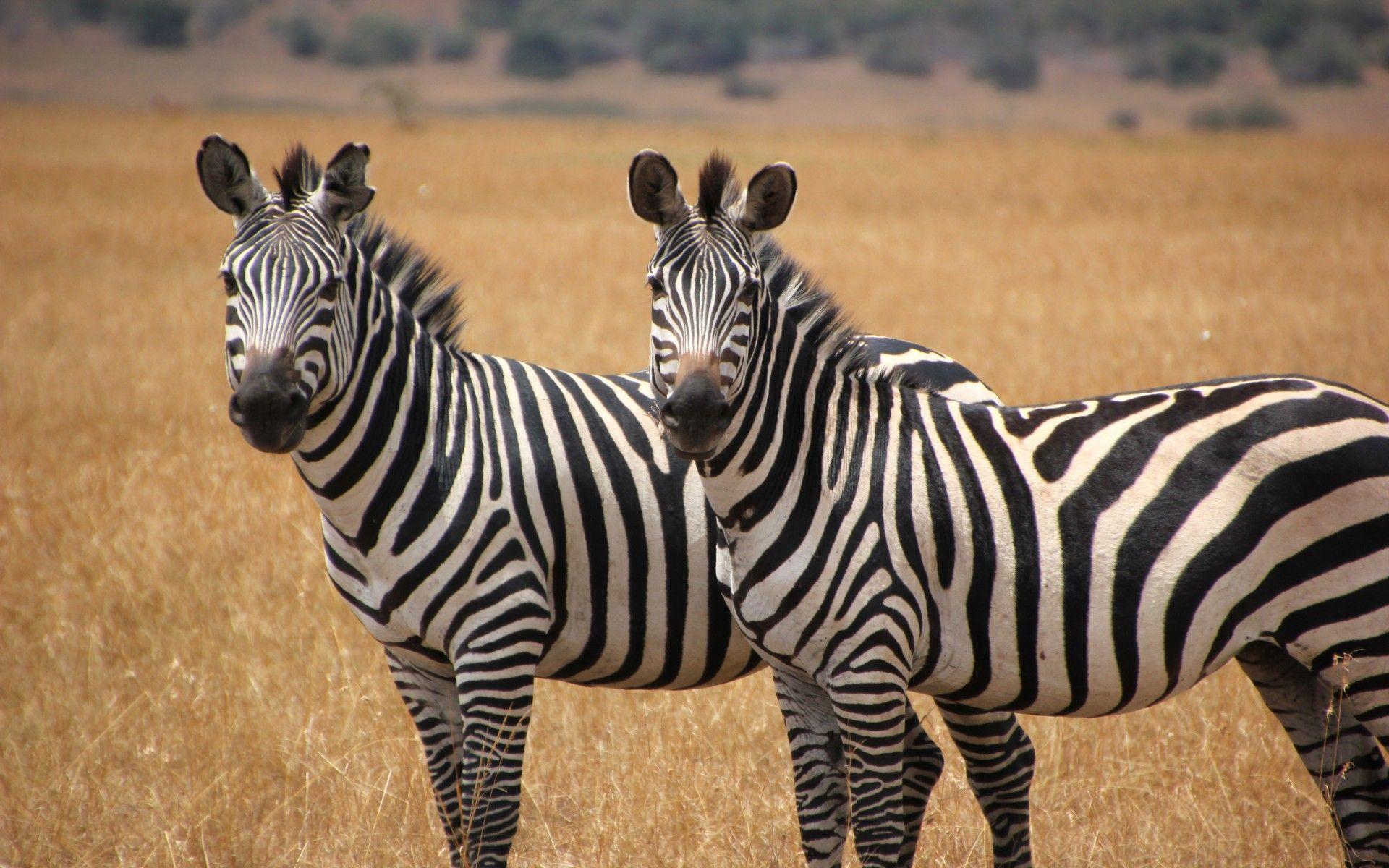 Two Cute Zebras Animal Wallpapers Hd : Wallpapers13