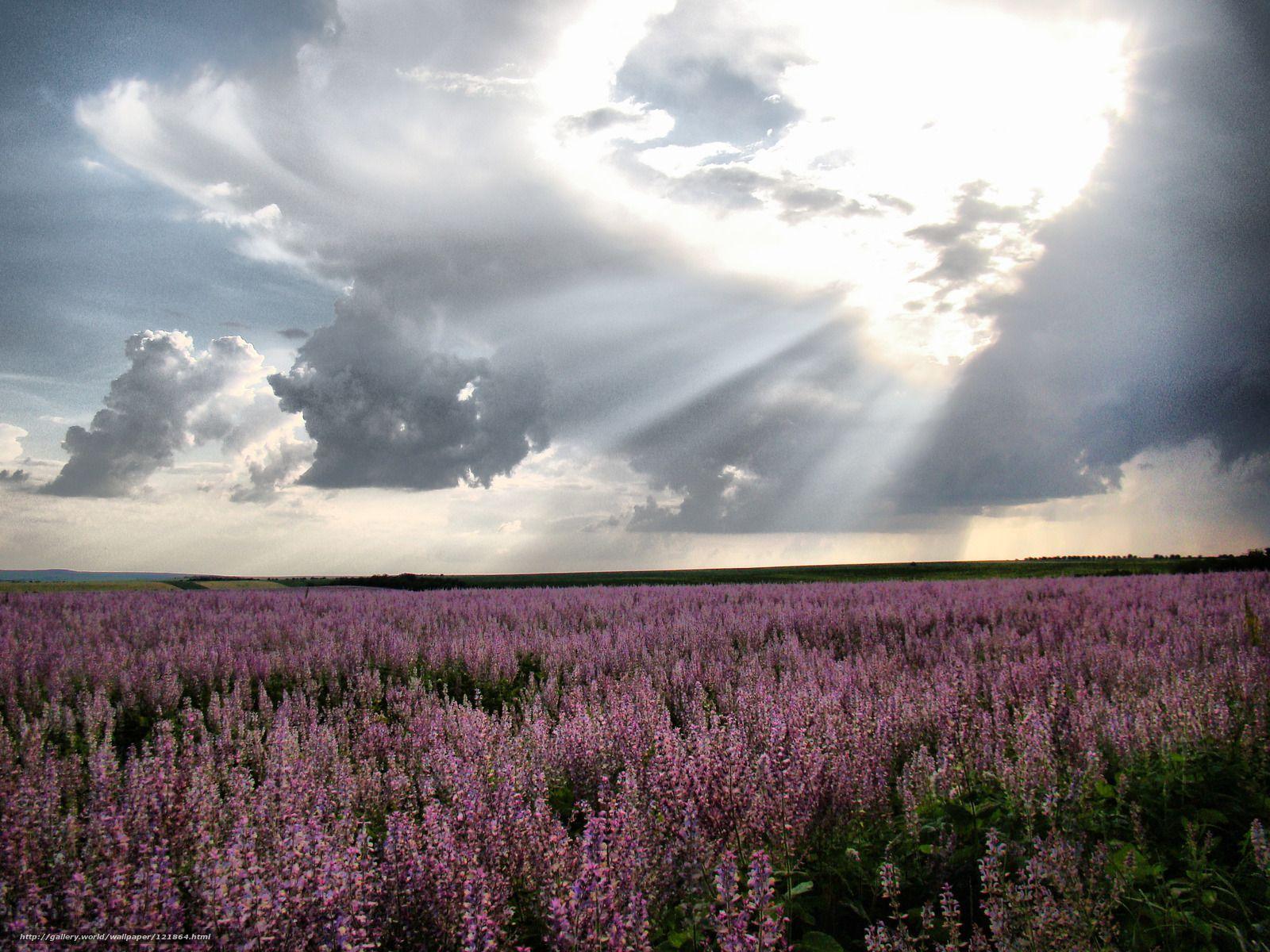 Download wallpapers Moldova, lavender, field free desktop wallpapers