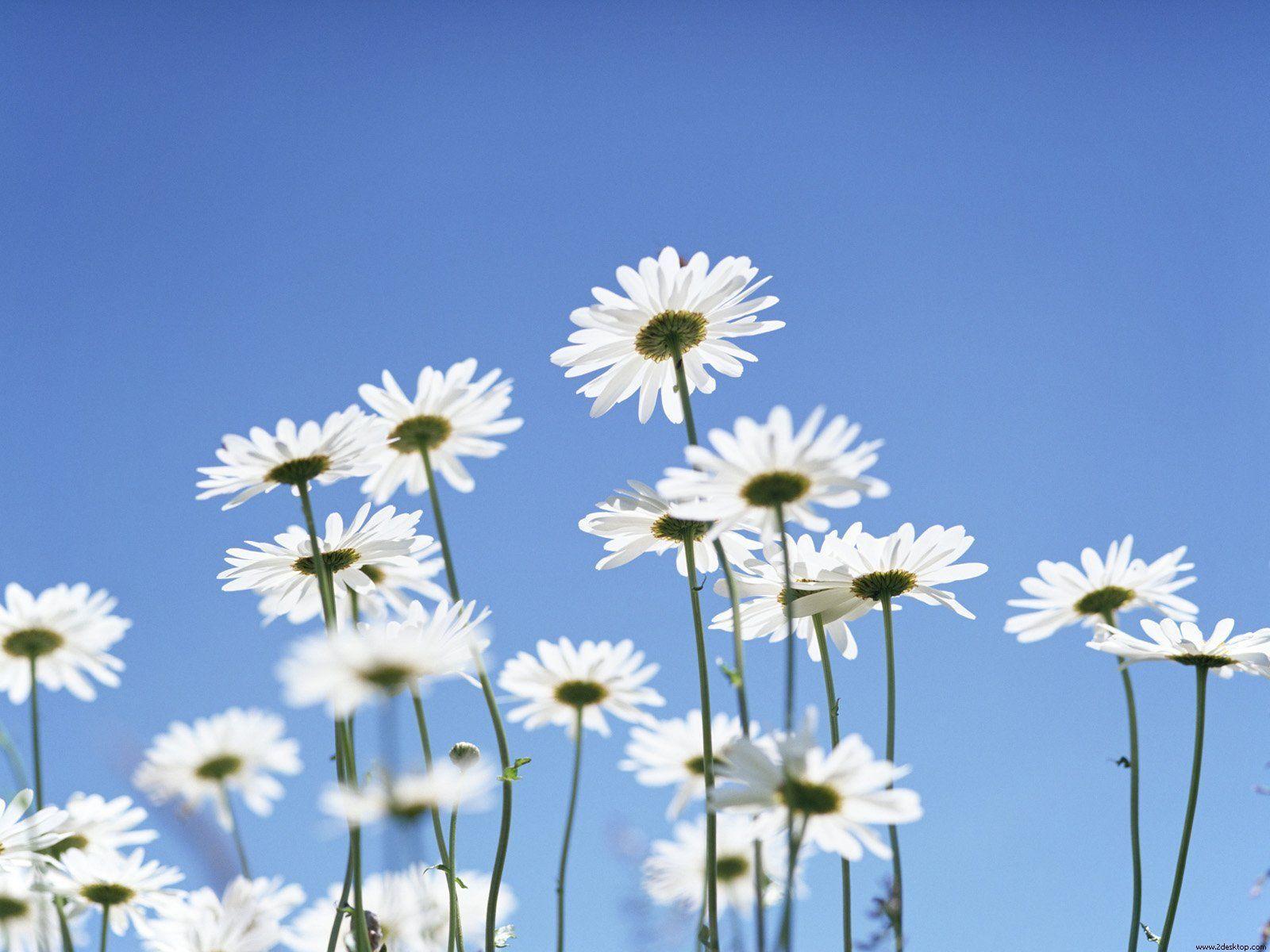 Wallpapers For > Daisy Iphone Wallpapers