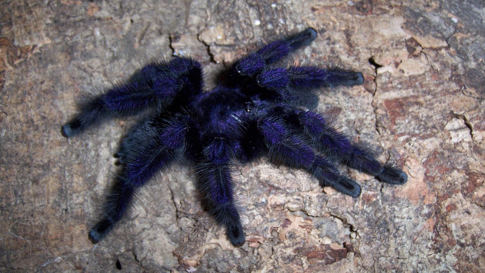 Animals arachnids spiders tarantula wallpapers