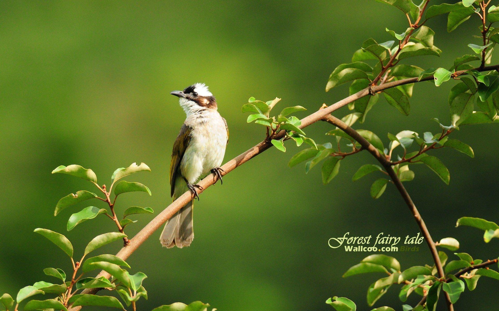 Birds wallpapers