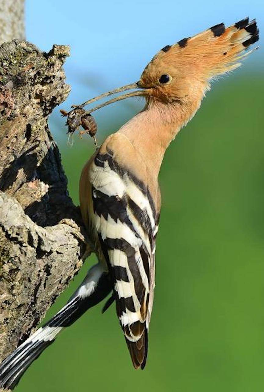 hoopoe wallpapers by tubar