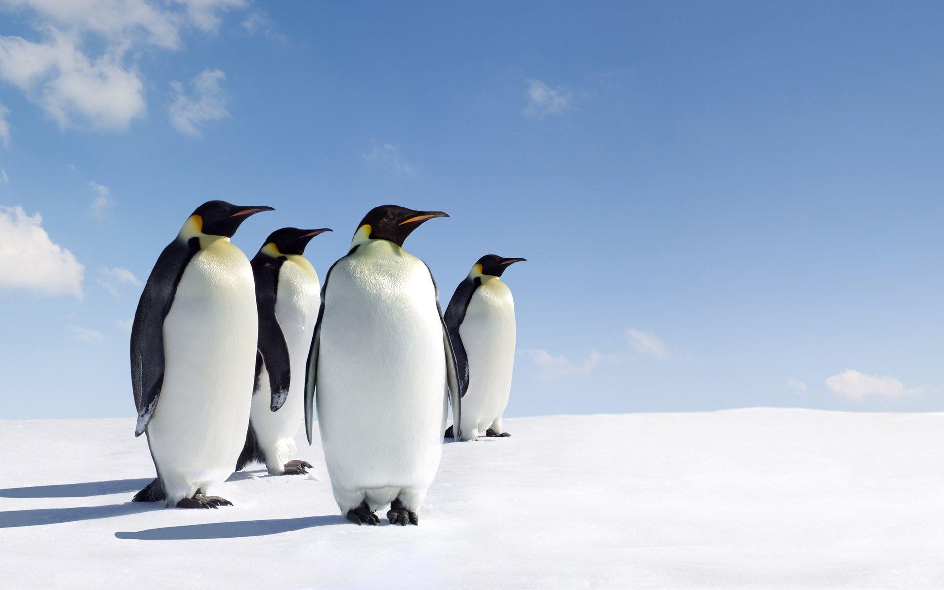 27 Emperor Penguin HD Wallpapers