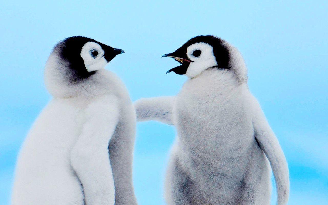 Cute Penguin Wallpapers for Desktop