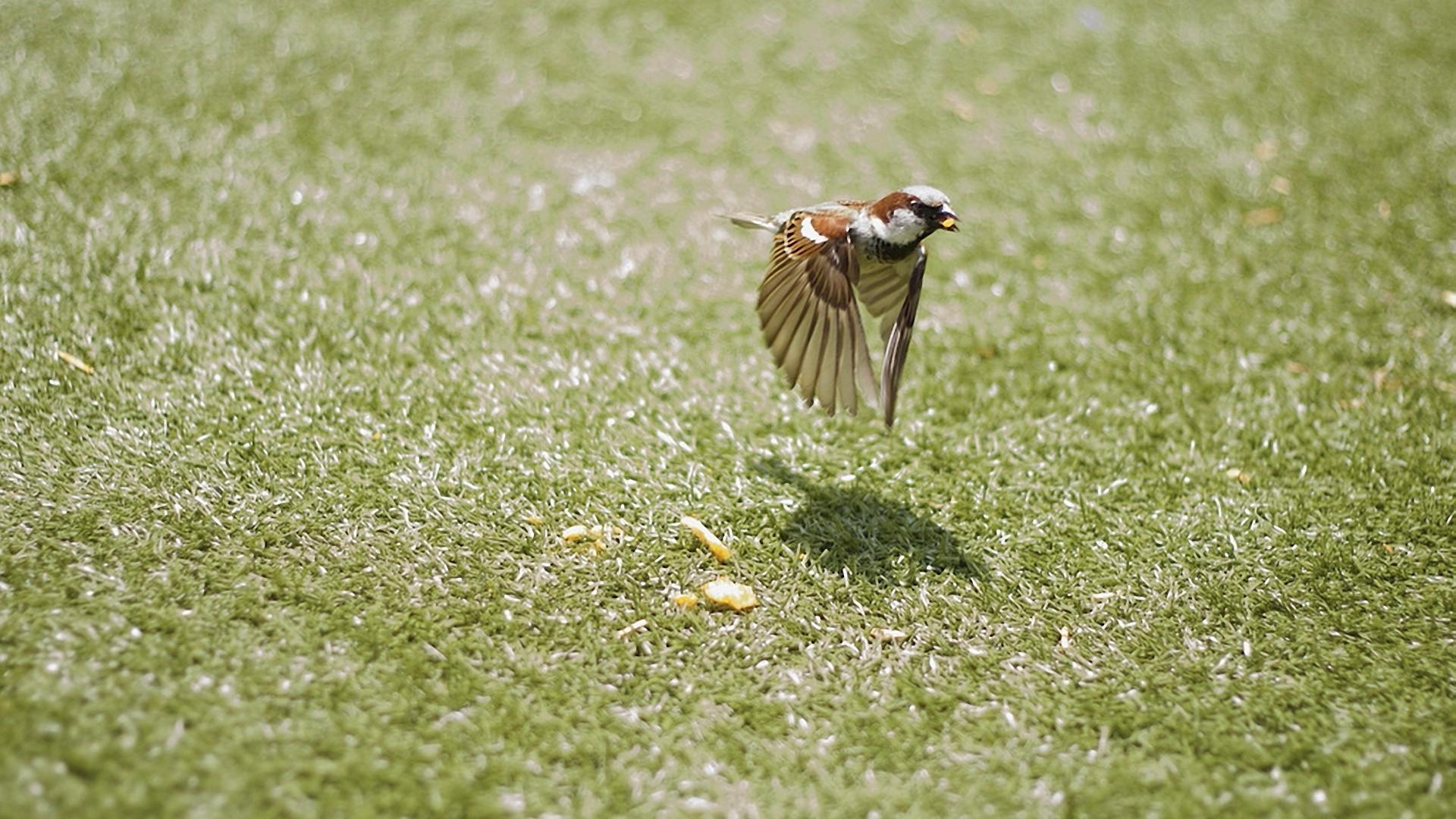 Birds flying grass nature sparrow wallpapers