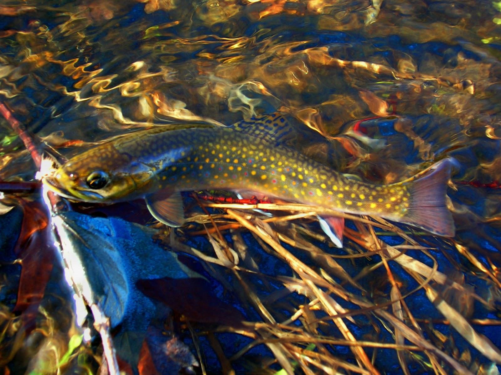 48+] Brook Trout Wallpapers