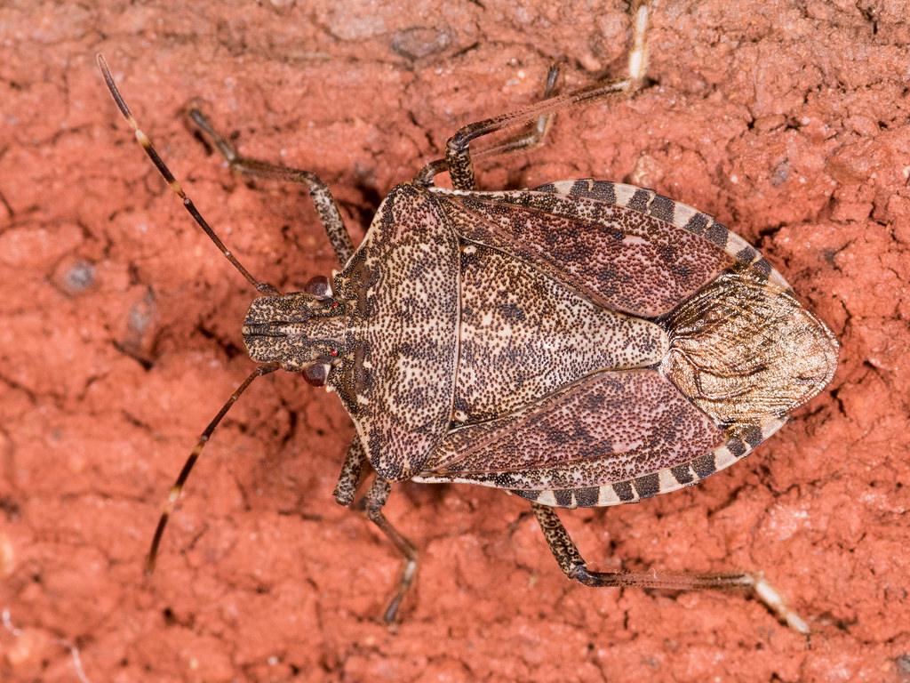 Maryland Biodiversity Project