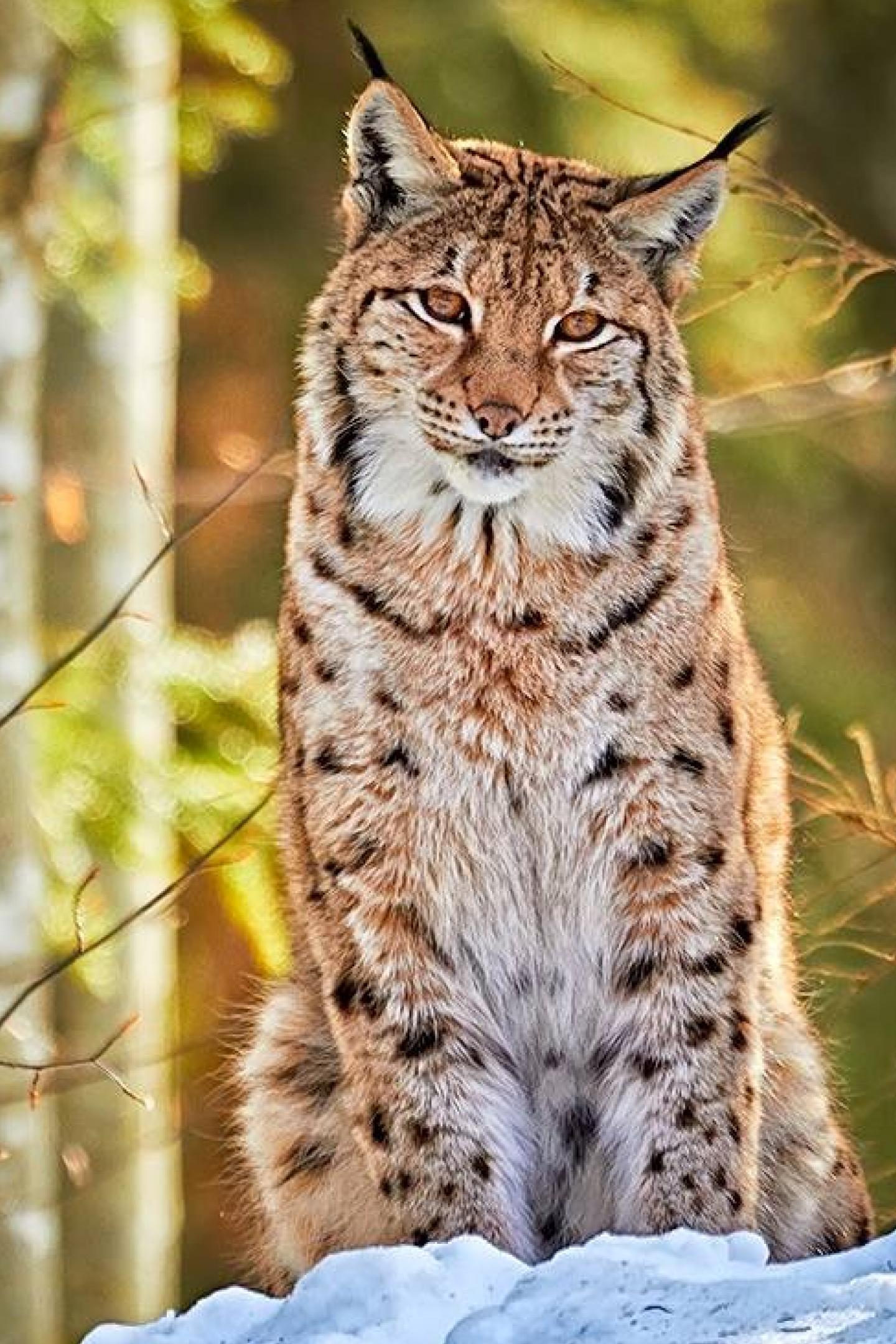 Photo: High Resolution Bobcat Photos, by Dalene Rouse