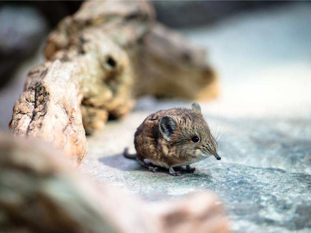 Living Fossil: Elephant Shrew