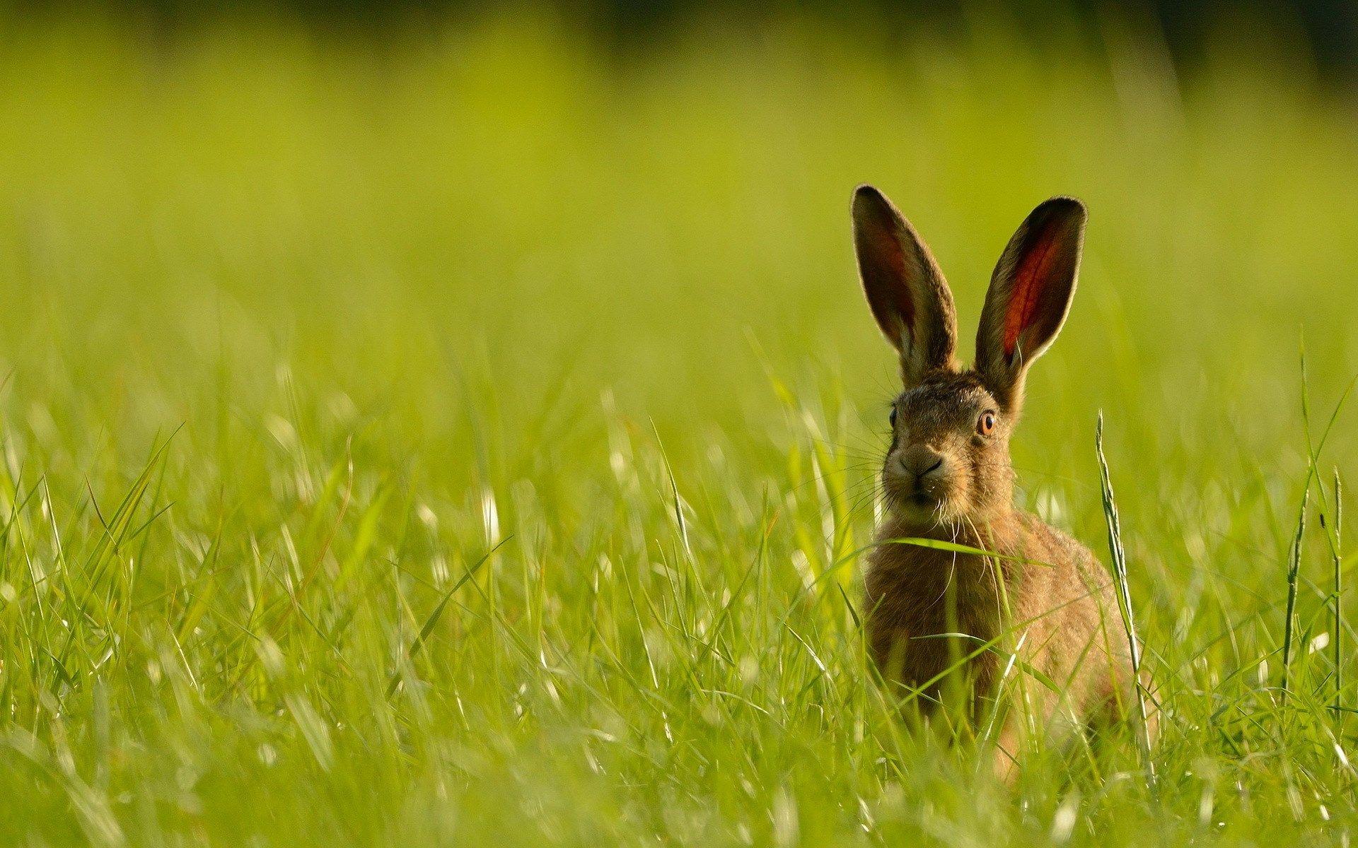 hare full hd