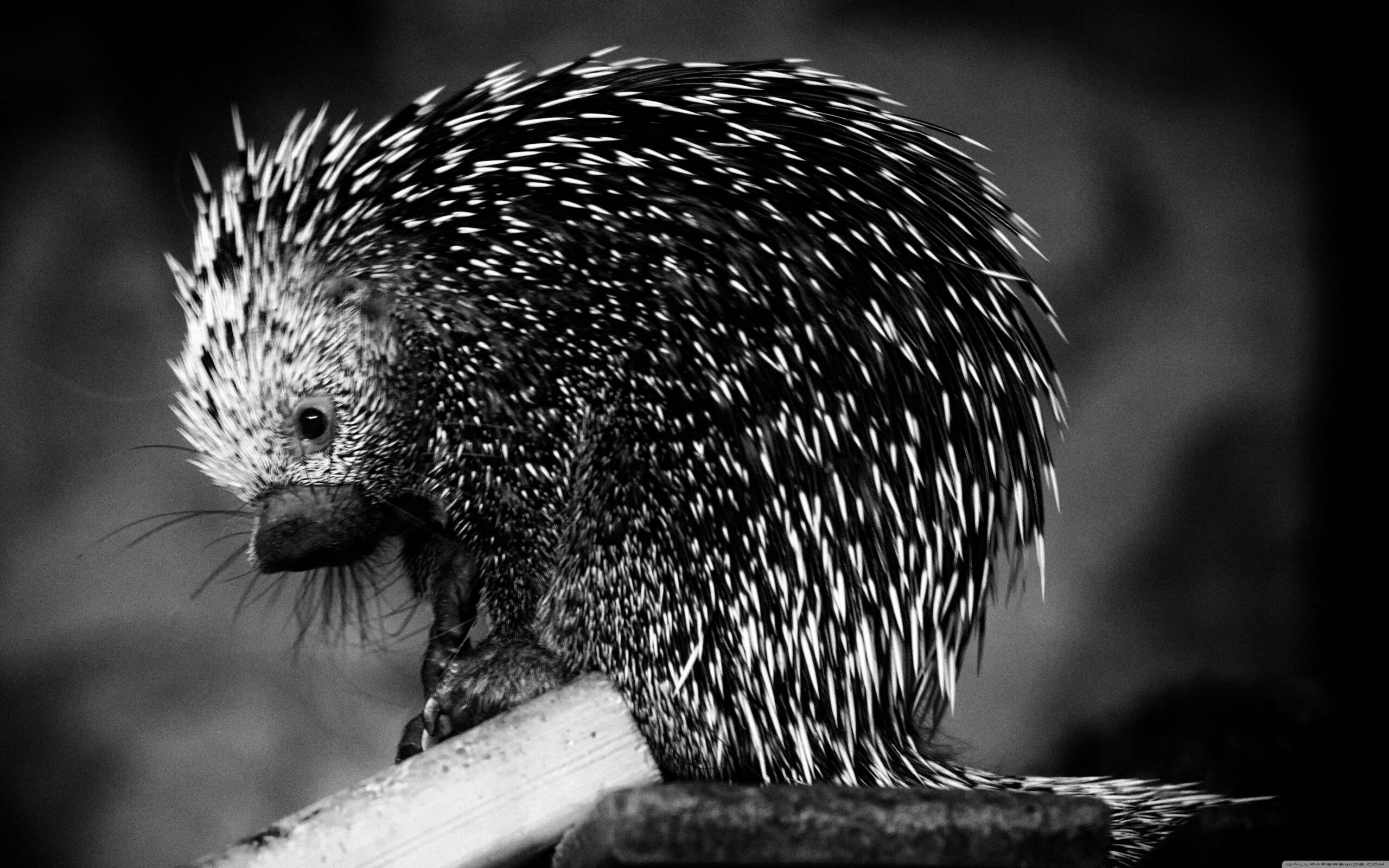 Porcupine ❤ 4K HD Desktop Wallpapers for 4K Ultra HD TV • Wide