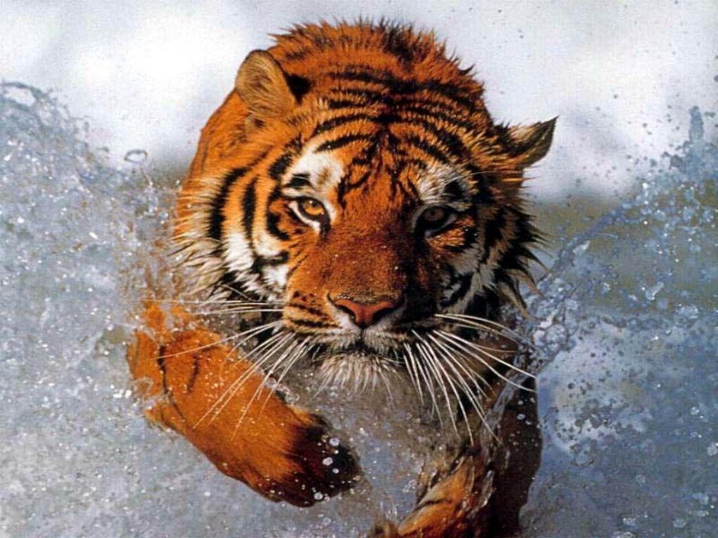 Tiger wallpapers