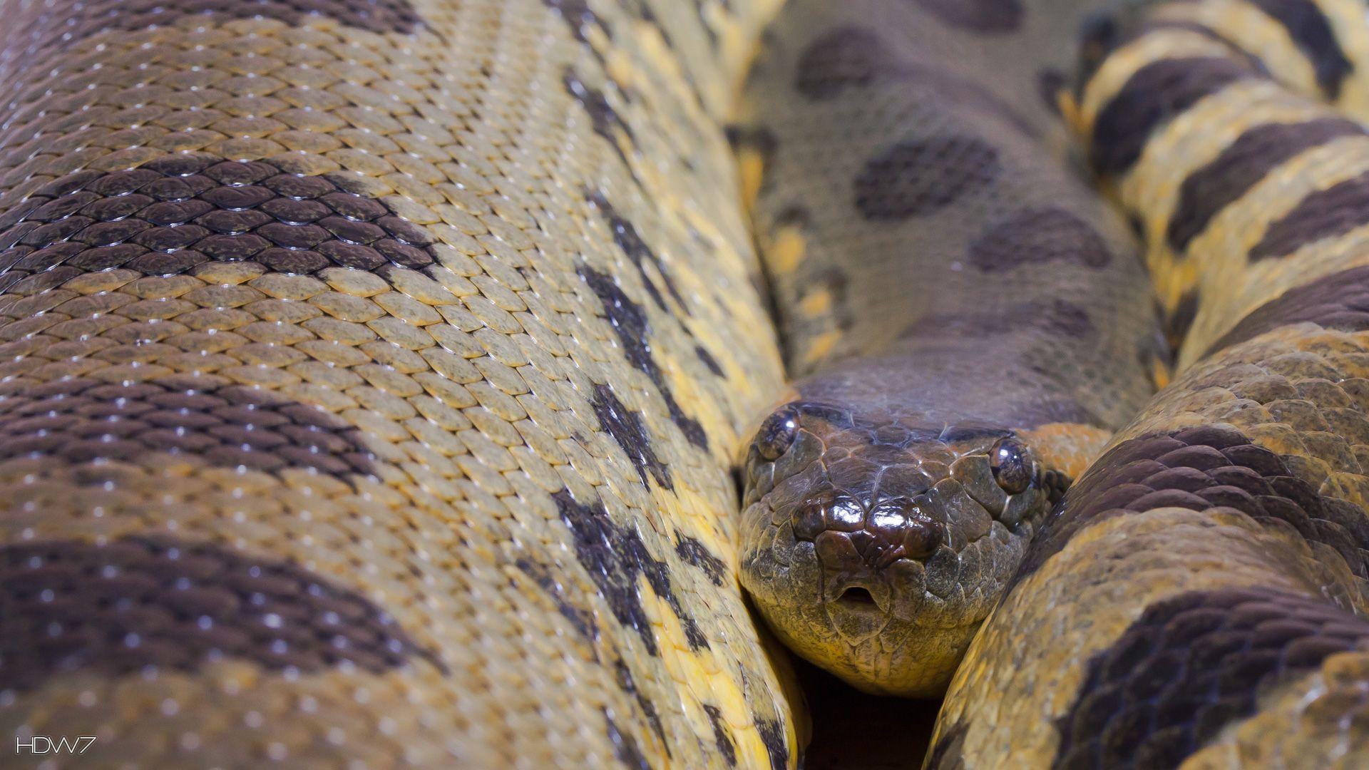 common anaconda eunectes murinus