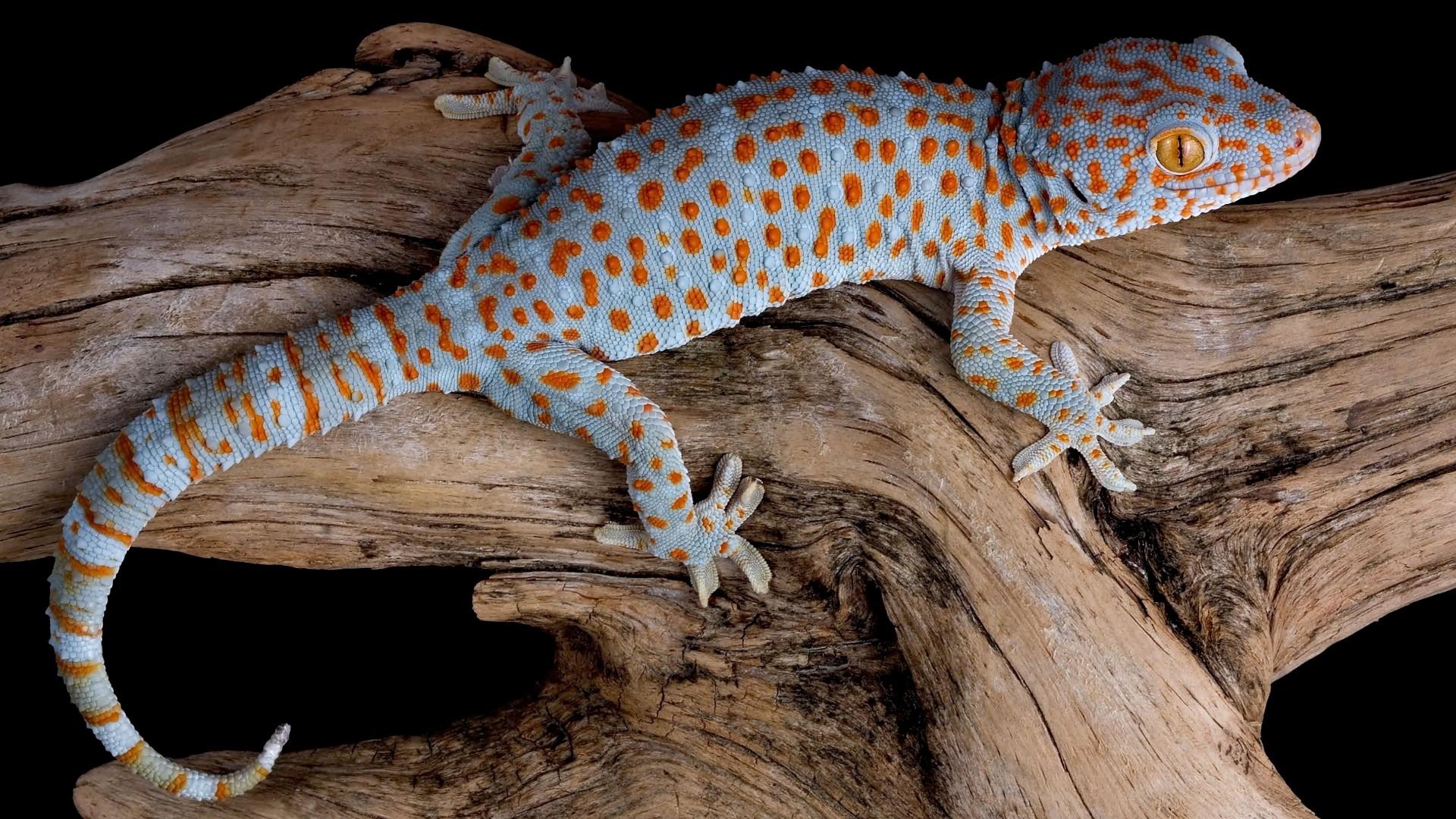 Tokay Gecko HD Wallpapers