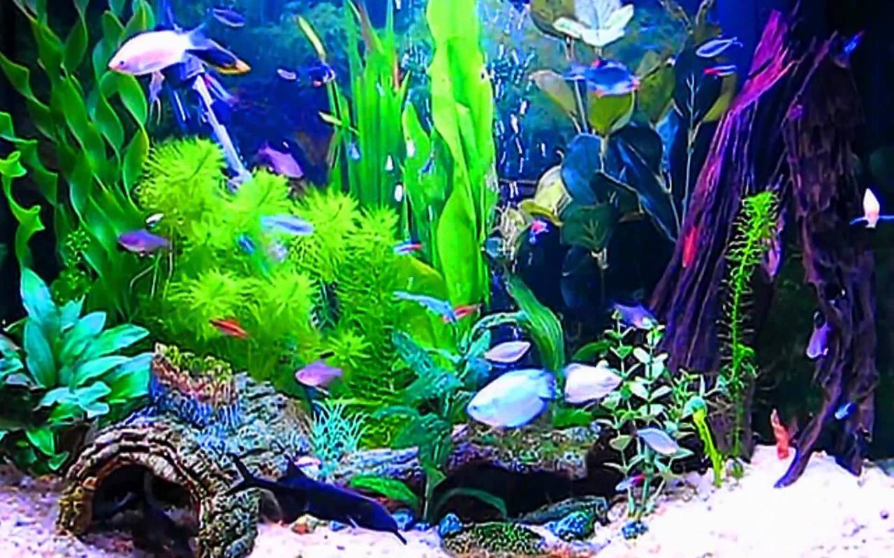 Aquariums image Aquarium Wallpapers HD wallpapers and backgrounds