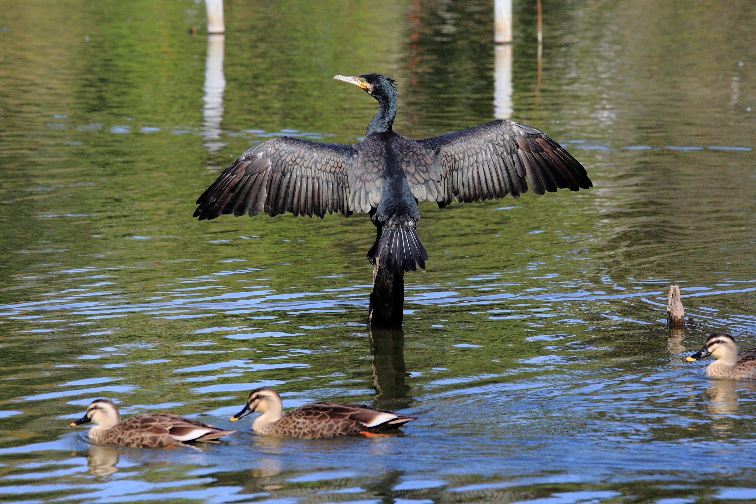 bird, cormorant, duck, lake, pond, water 4k wallpapers and